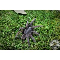 Selenocosmia javanensis / Javan yellowknee tarantula 1fh   (1cm)
